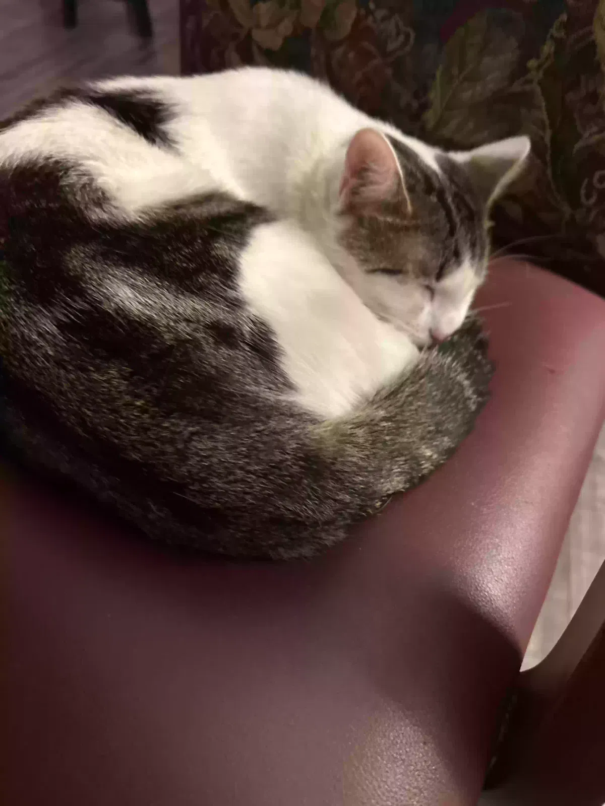 Lost cat in Gig Harbor, WA, 98335