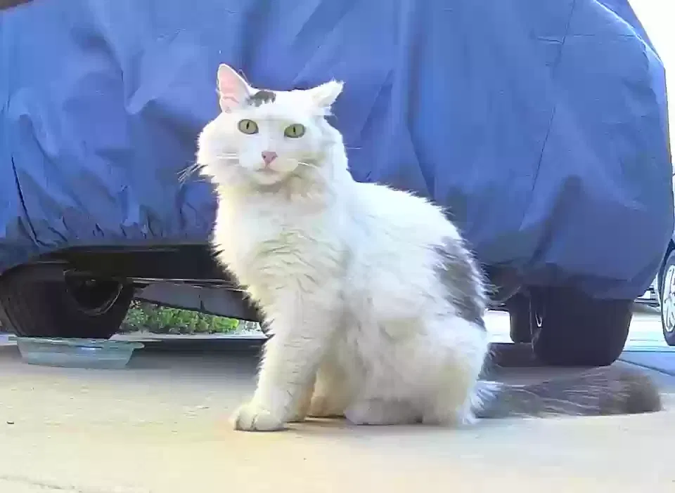 Lost cat in San Jose, CA, 95120