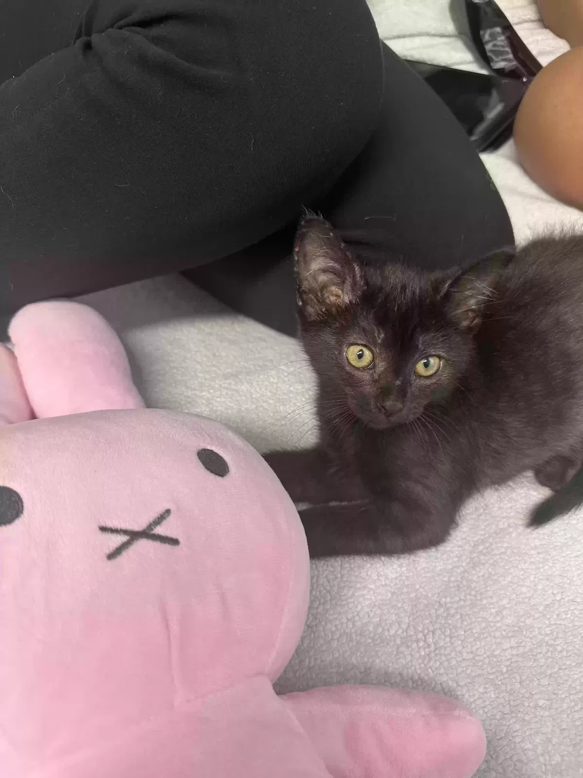Lost cat in West Covina, CA, 91791