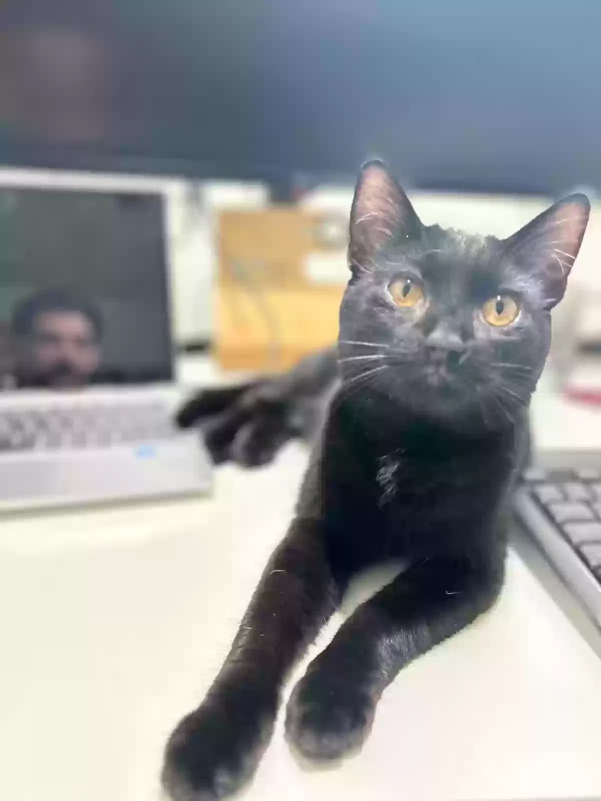Lost cat in Houston, TX, 77018
