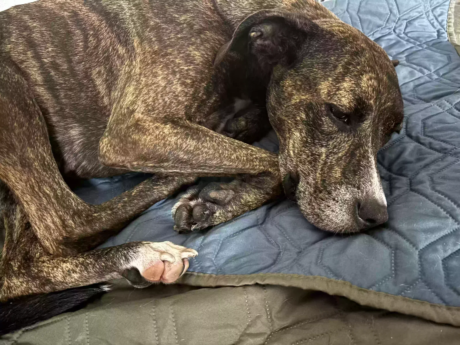 Found dog in Alexandria, LA, 71303
