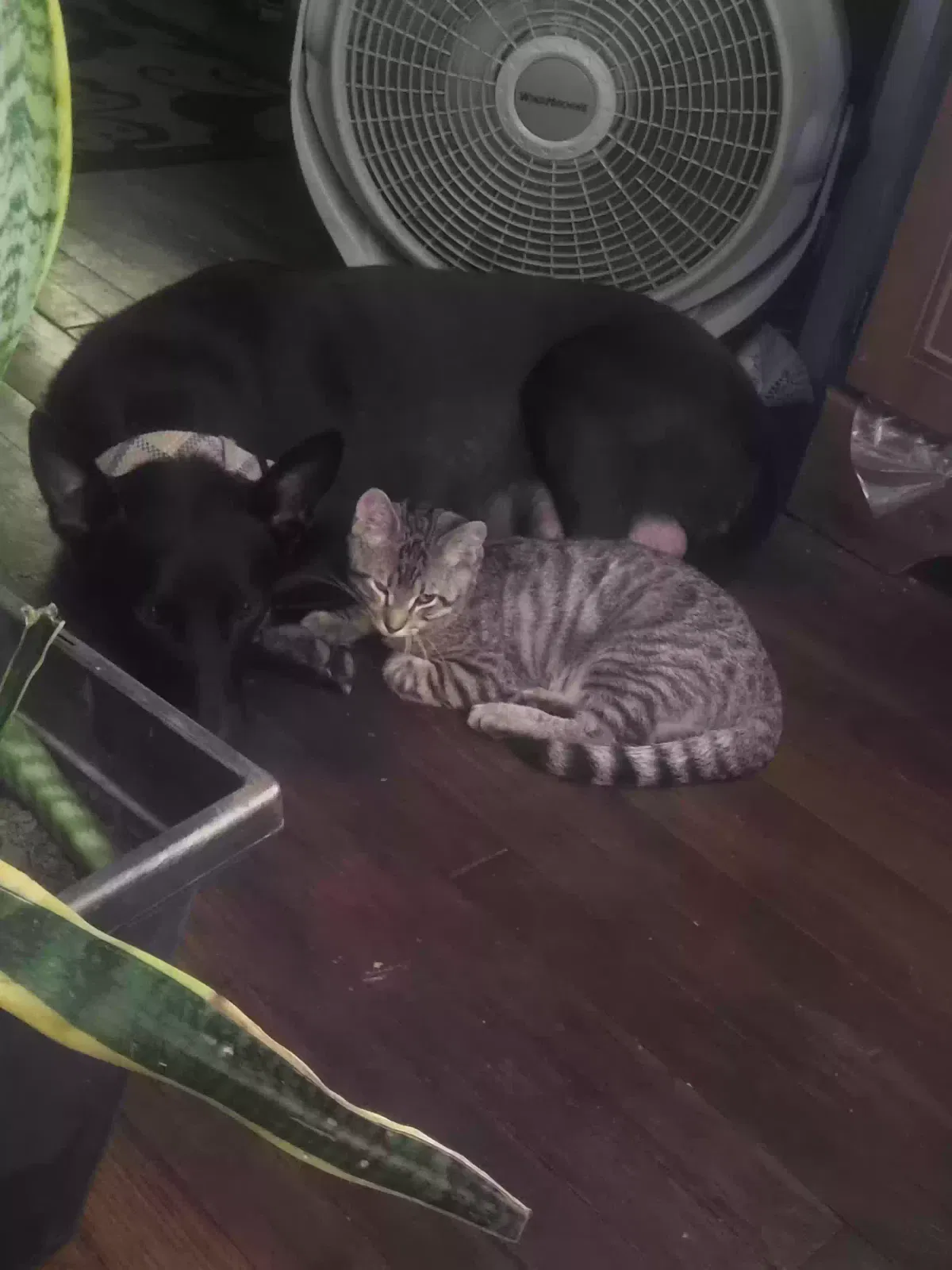 Lost cat in Kansas City, KS, 66102