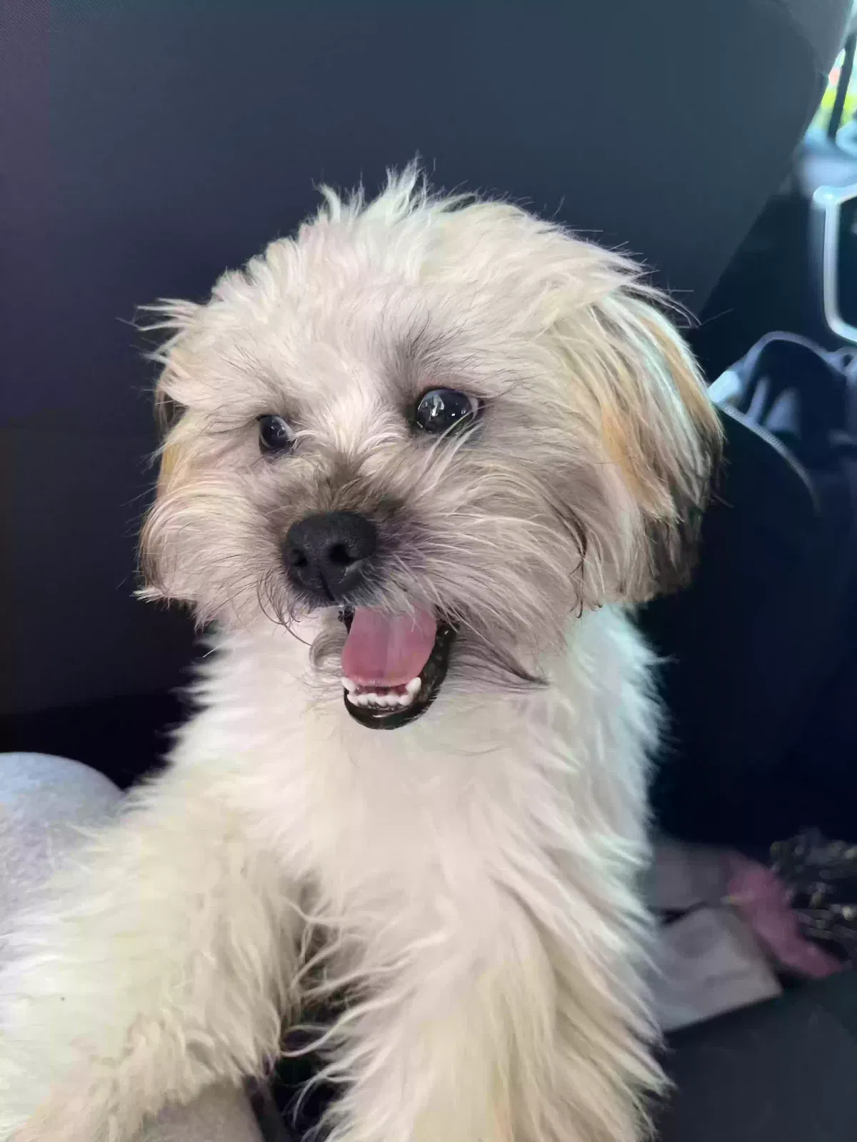 Lost dog in Fayetteville, GA, 30214
