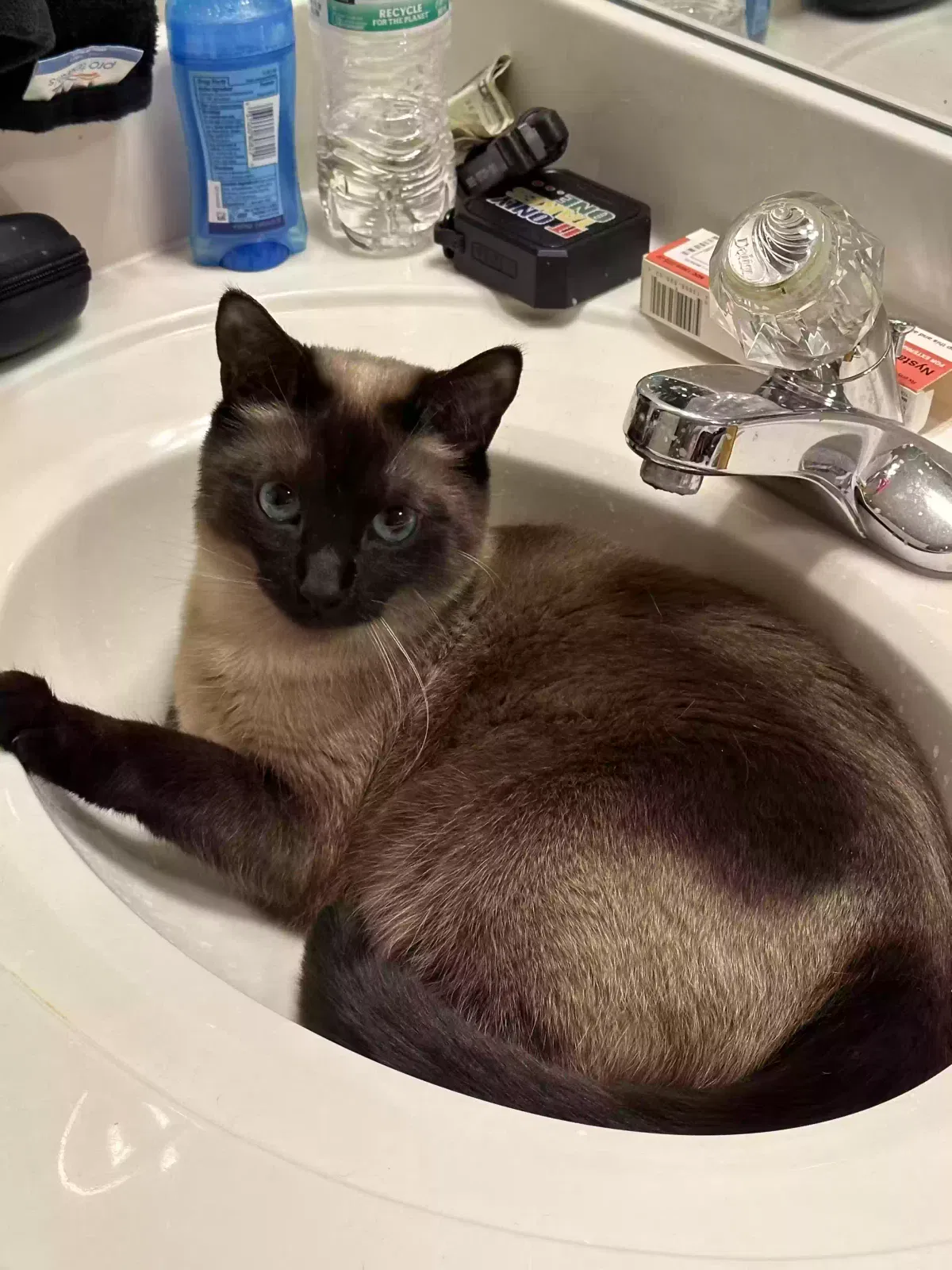Lost cat in Moody, AL, 35004