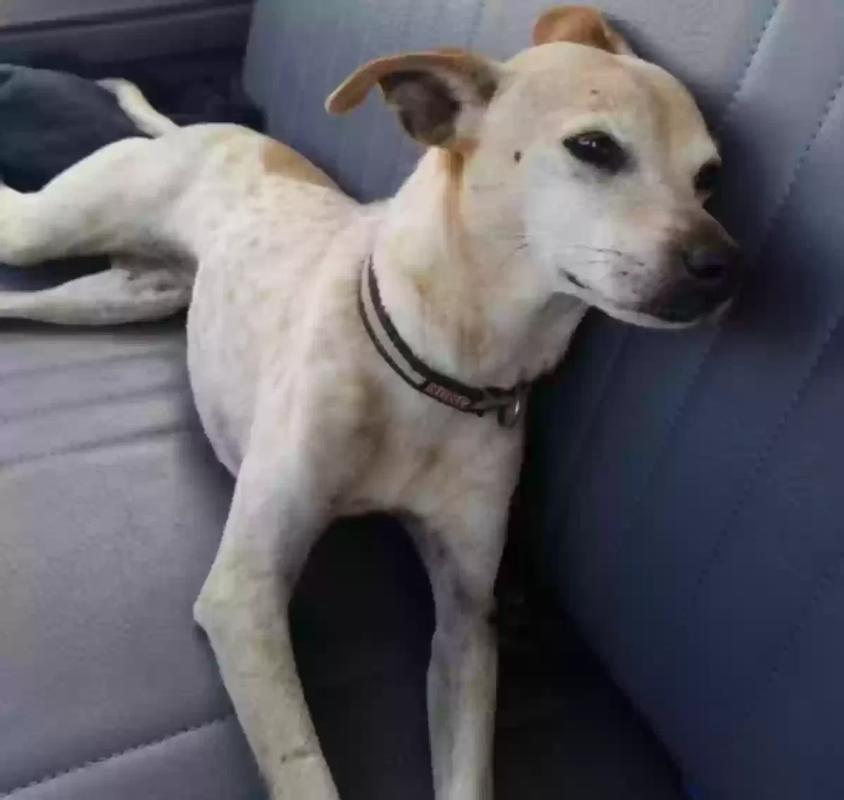 Lost dog in Oklahoma City, OK, 73139