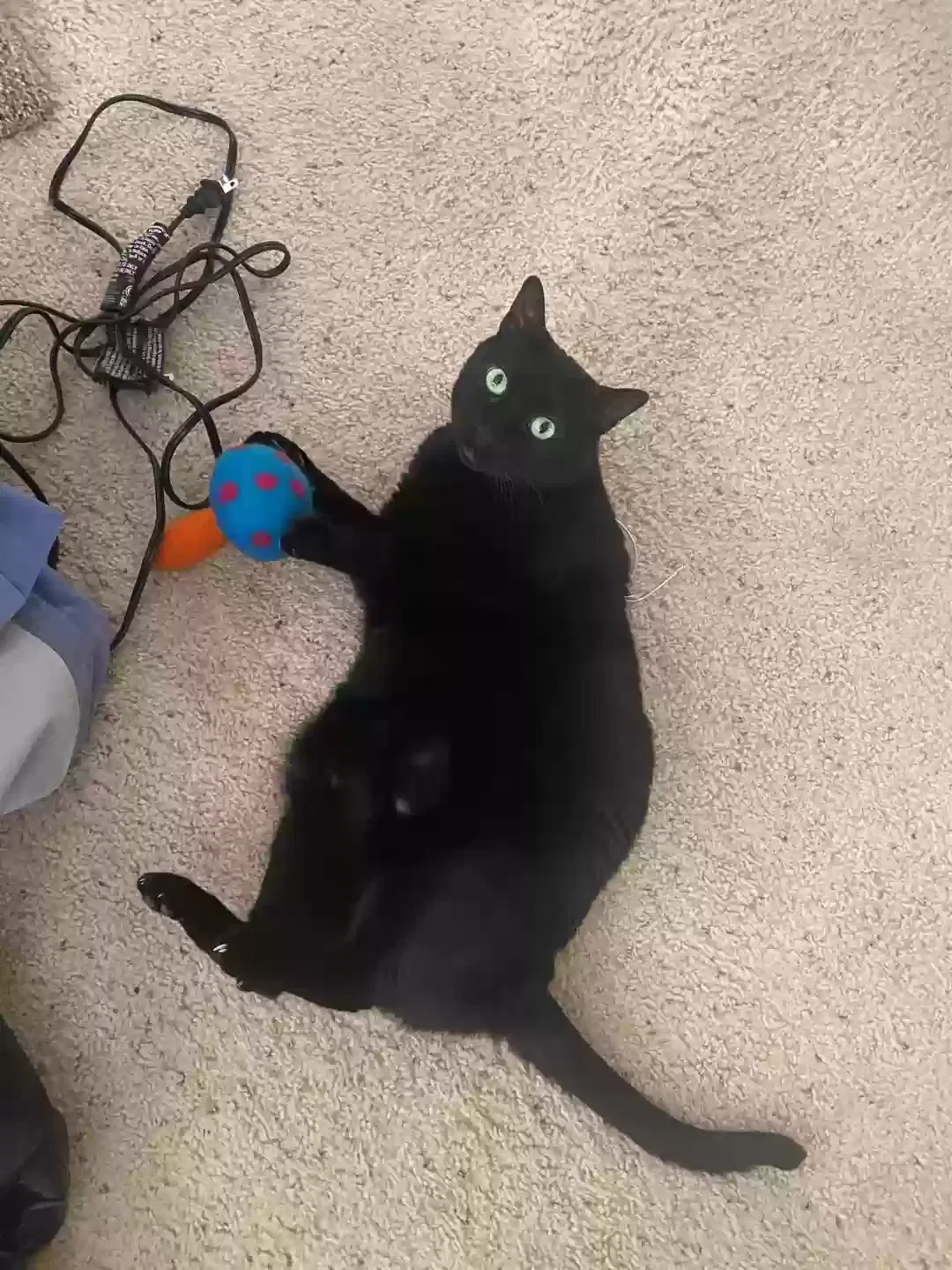 Lost cat in Houston, TX, 77077