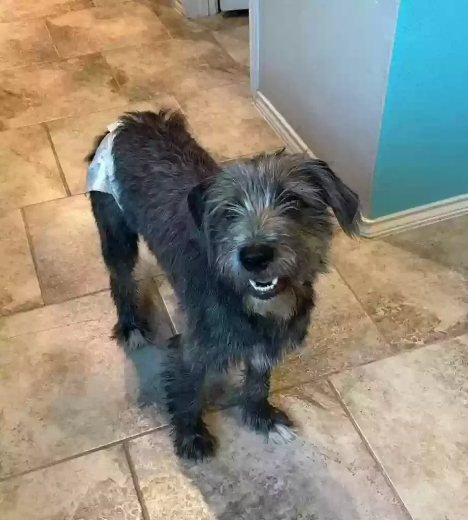 Lost dog in Conroe, TX, 77304