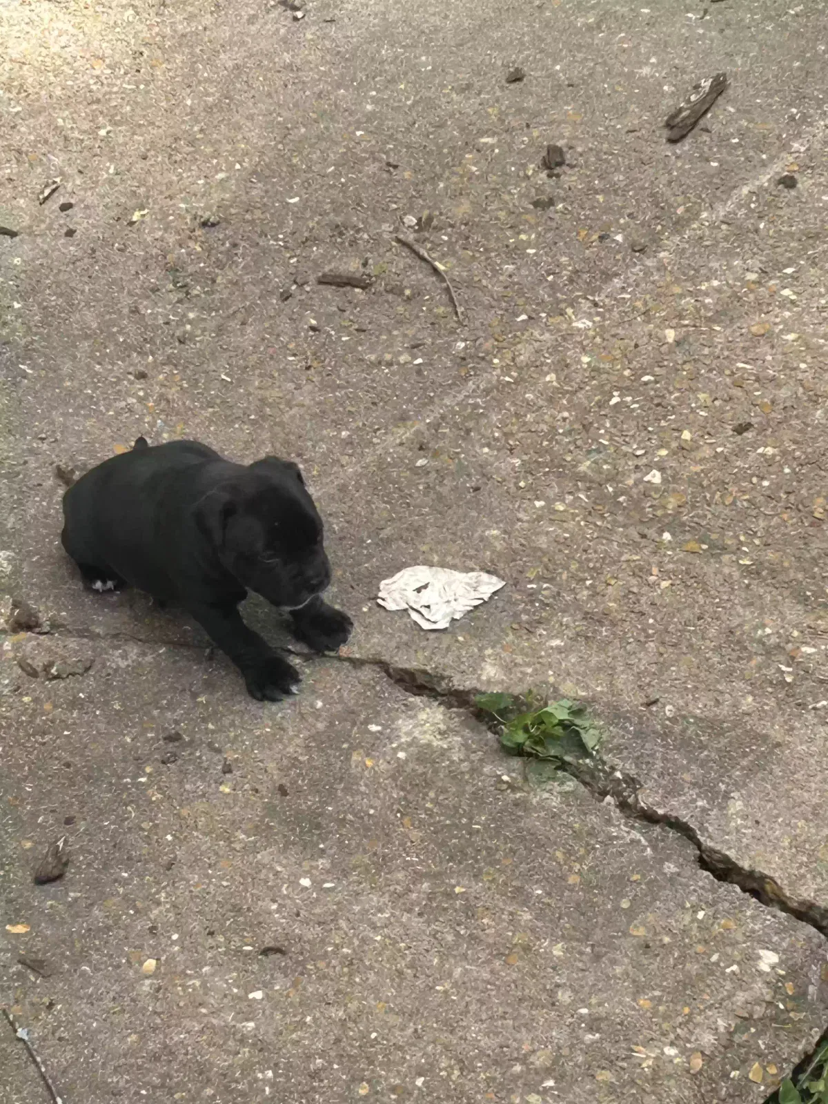 Lost dog in Saint Louis, MO, 63136