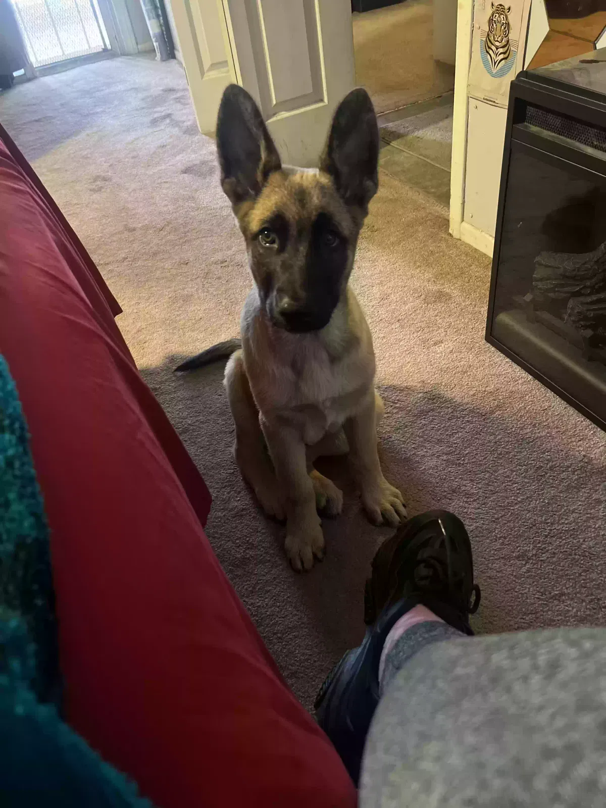Lost dog in Palmdale, CA, 93551