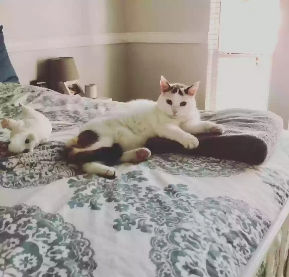 Lost cat in Harrison, TN, 37341