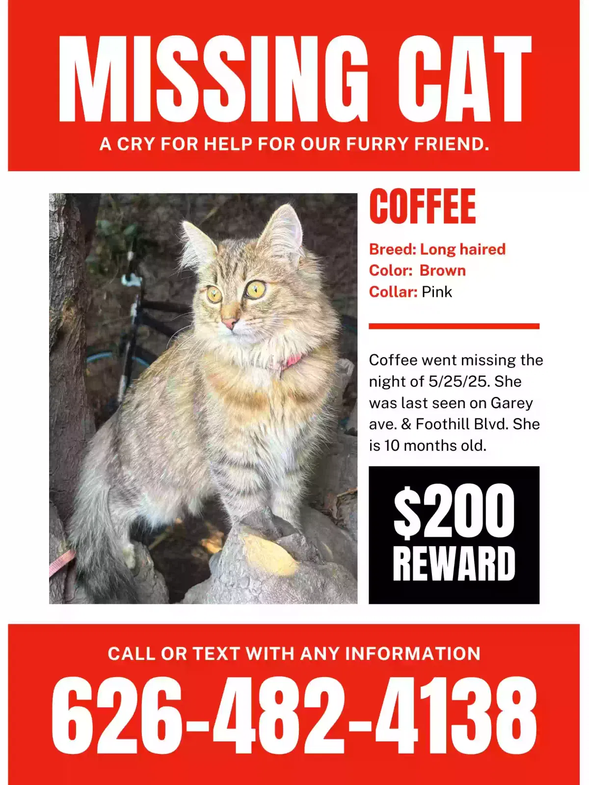 Lost cat in Pomona, CA, 91767