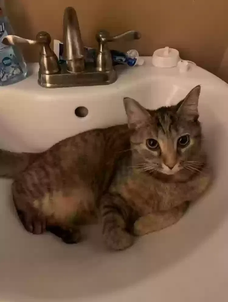 Lost cat in Dayton, OH, 45439