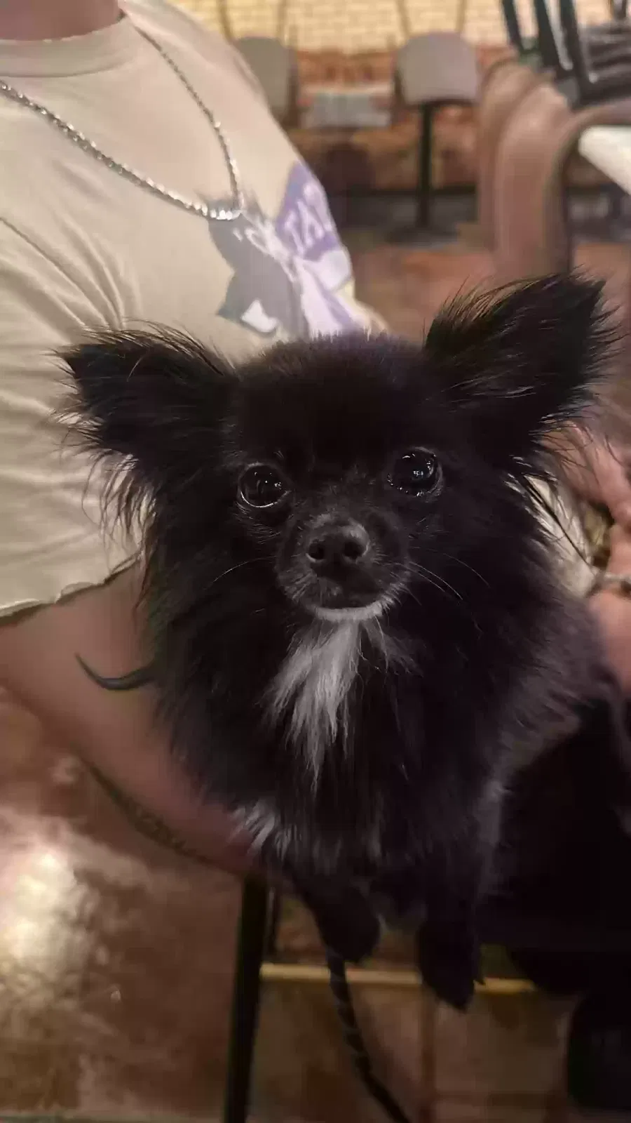 Lost dog in Mesquite, TX, 75149