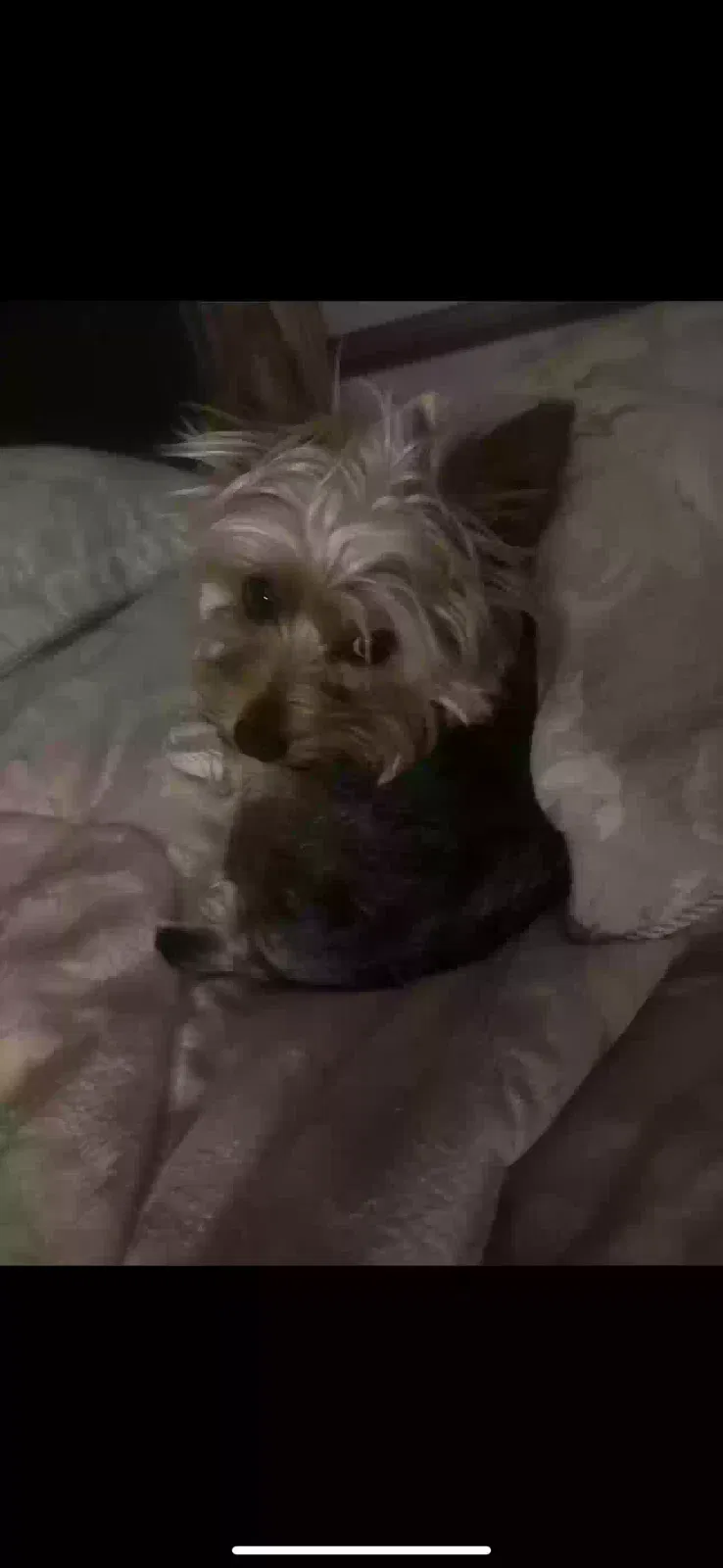 Lost dog in North Augusta, SC, 29860