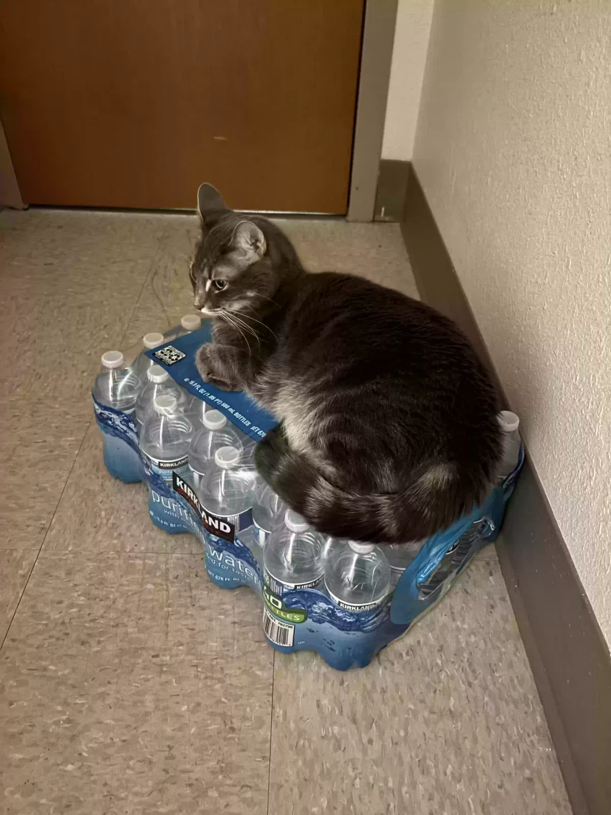 Lost cat in Fort Belvoir, VA, 22060