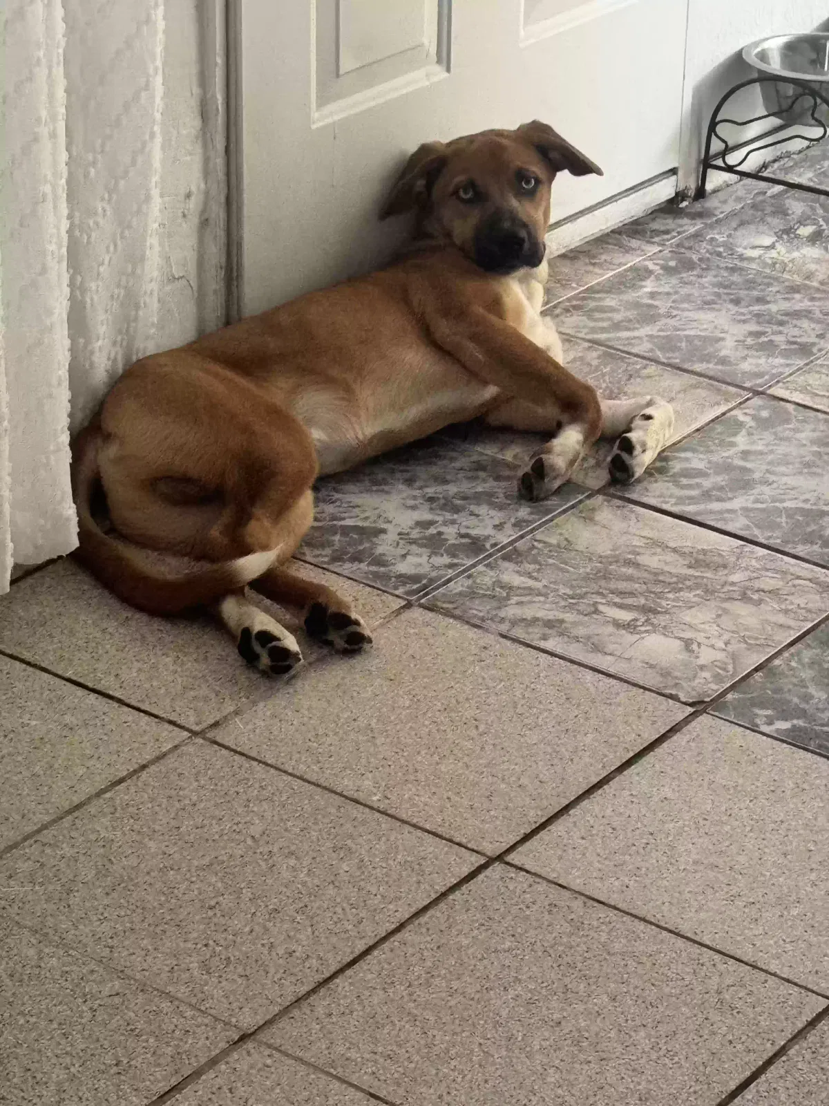 Lost dog in El Paso, TX, 79927