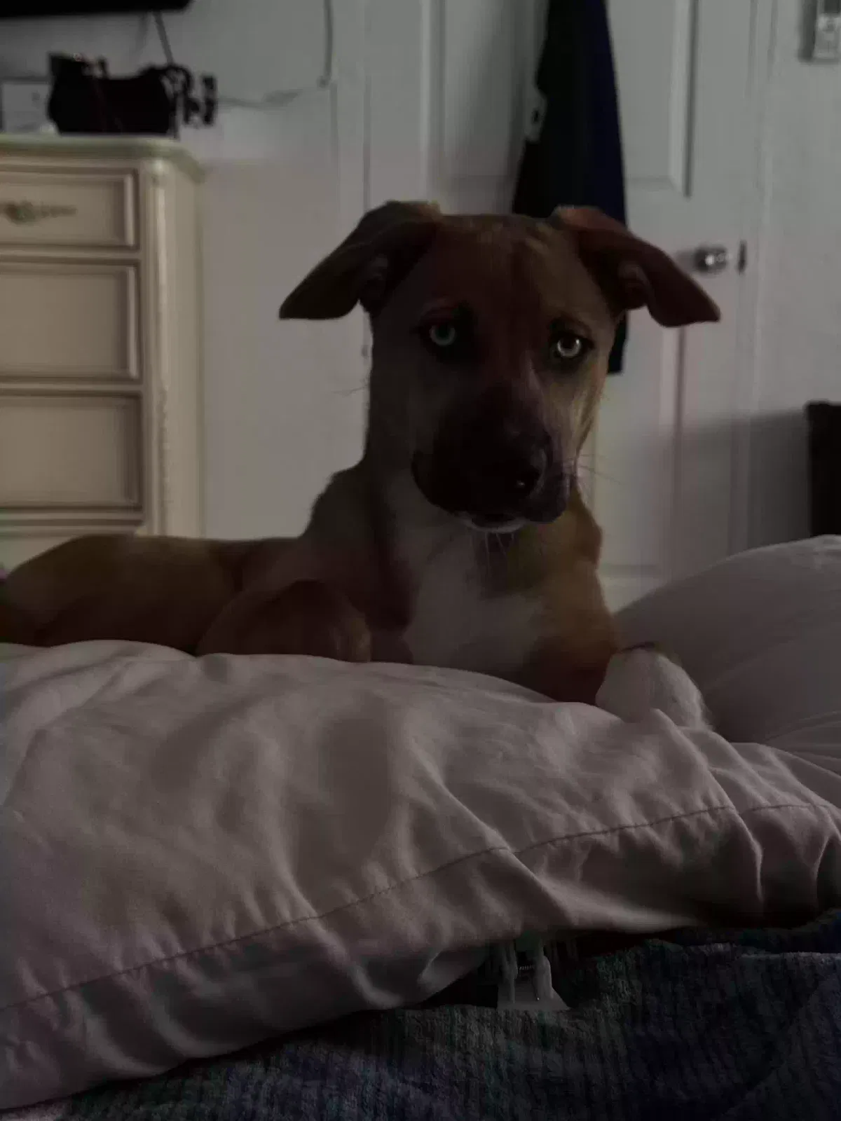 Lost dog in El Paso, TX, 79927