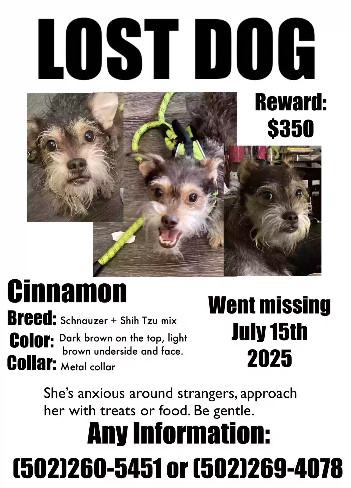 Lost dog in Louisville, KY, 40216