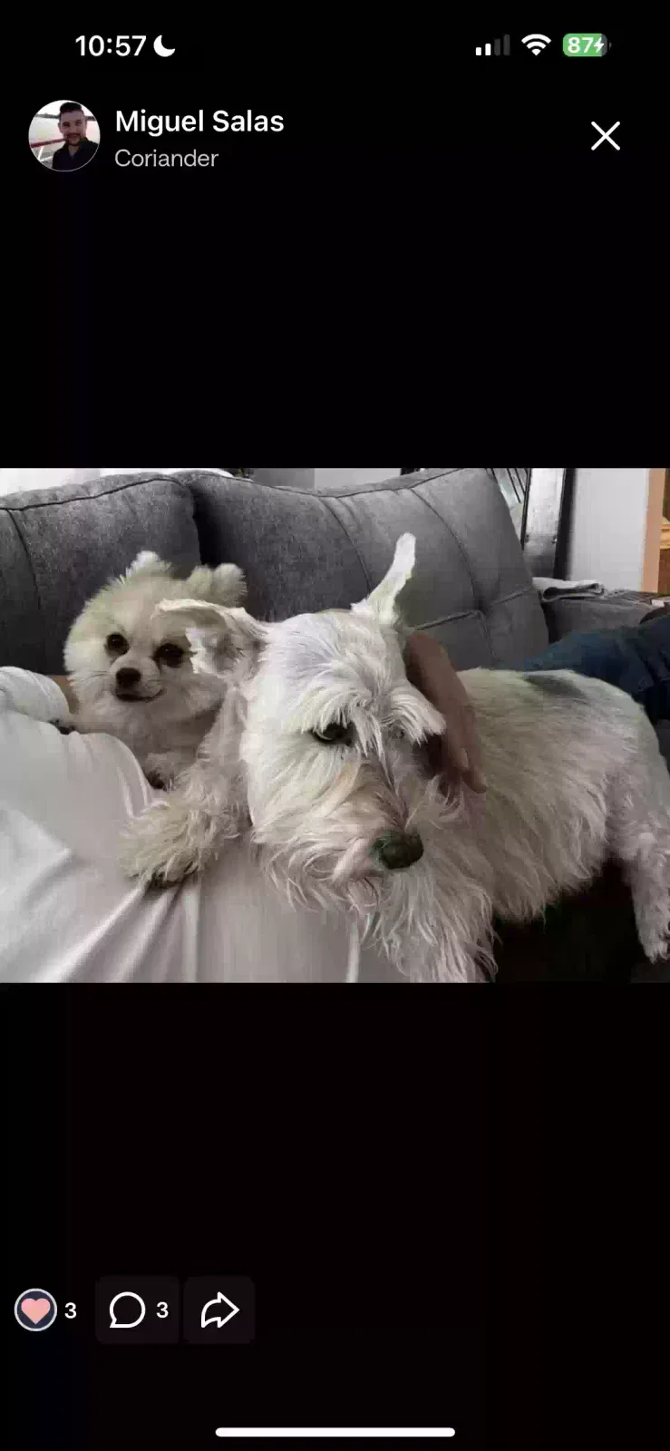 Lost dog in Calimesa, CA, 92320