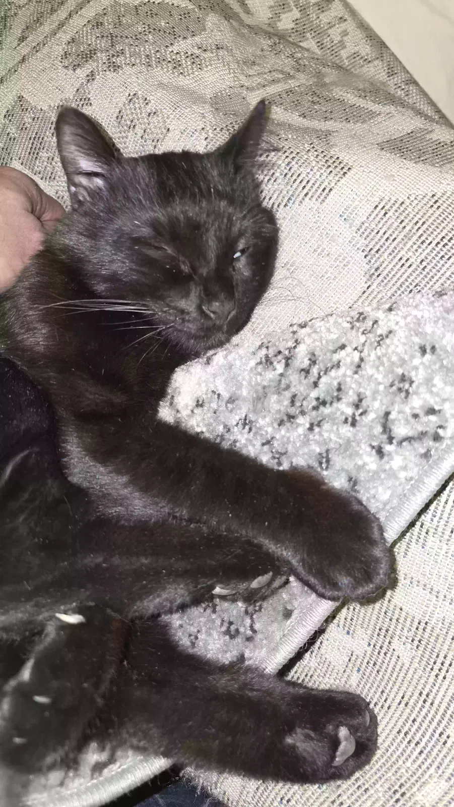Lost cat in Arvada, CO, 80002