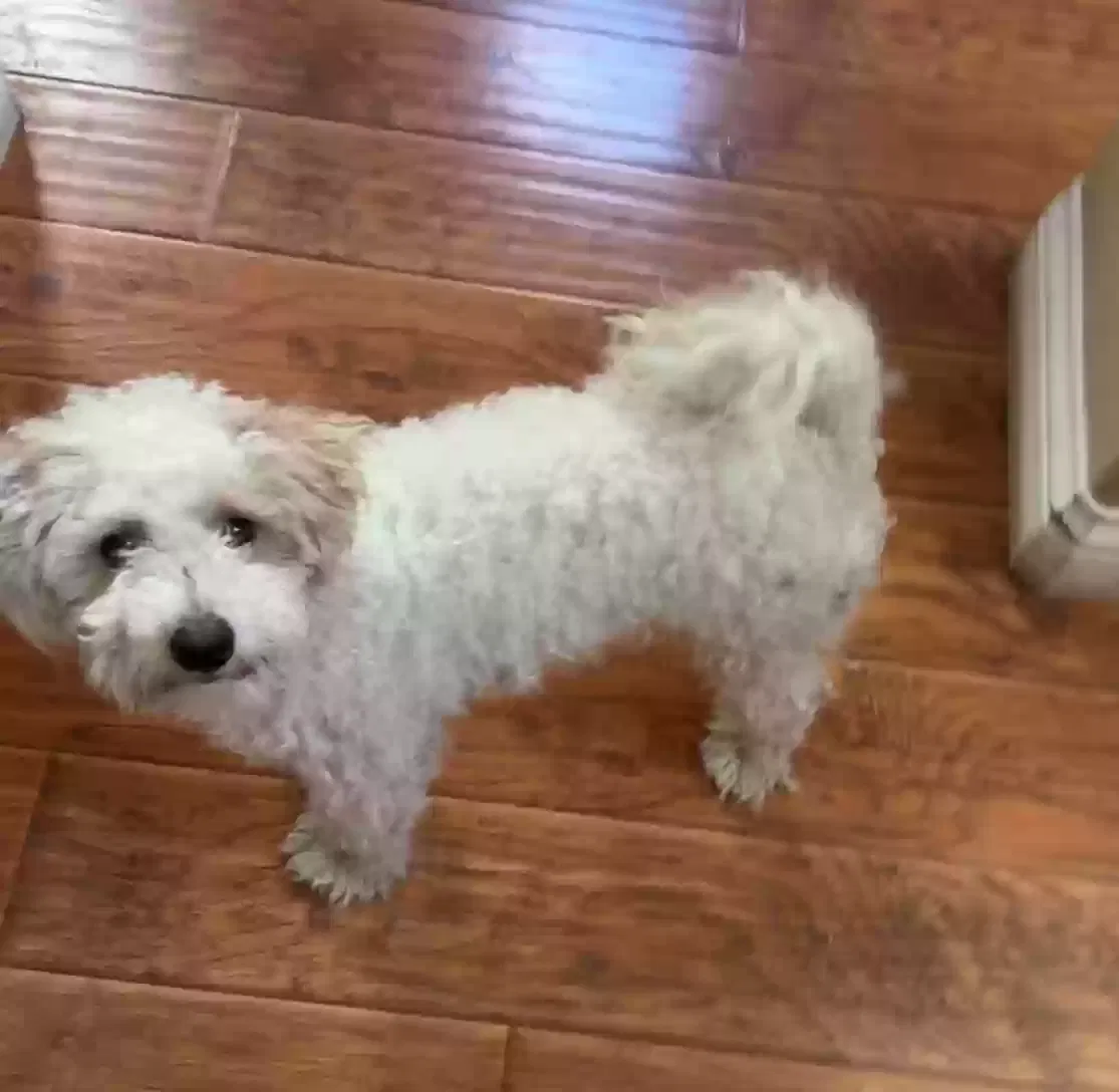 Lost dog in Fresno, CA, 93722