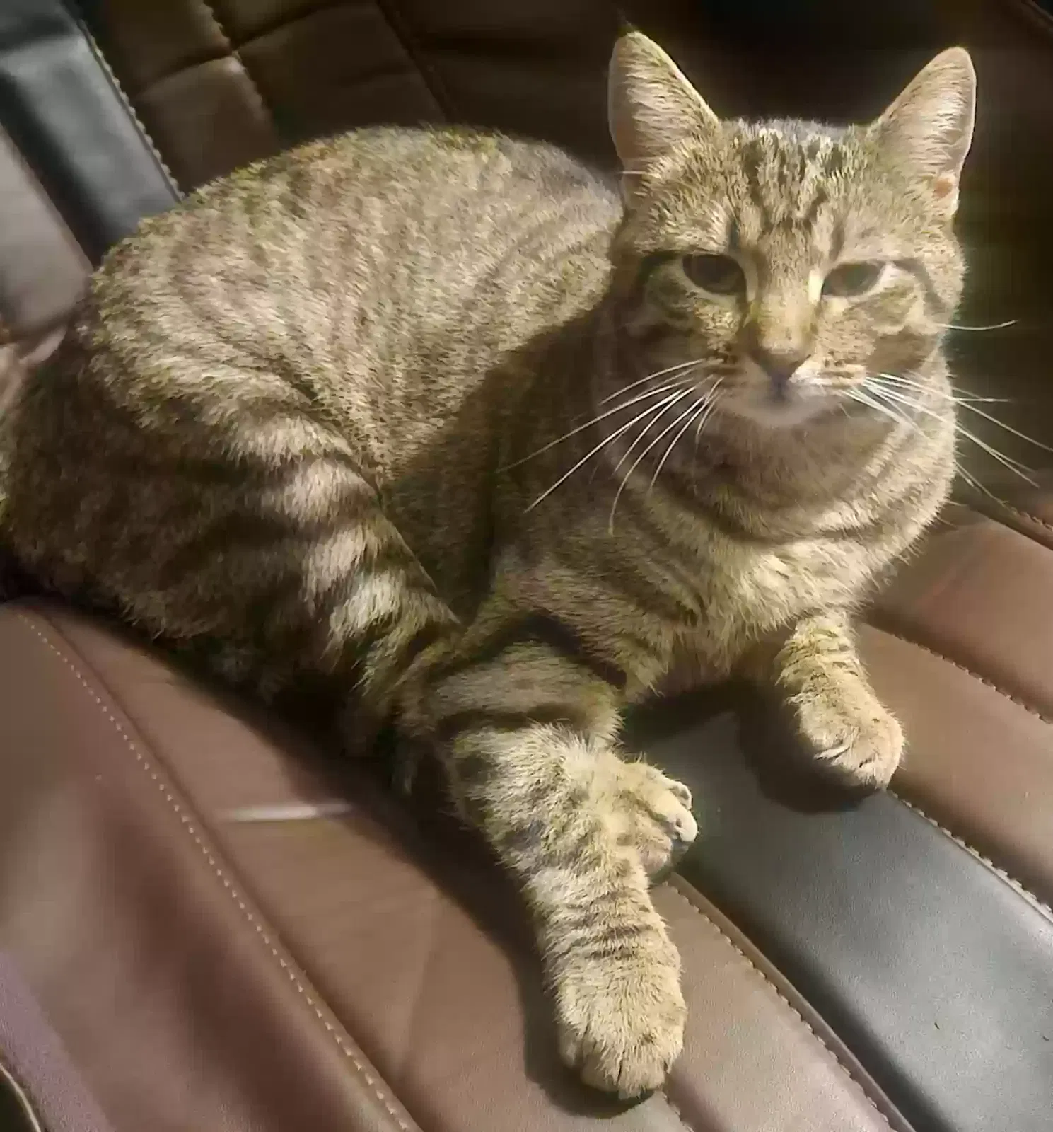 Lost cat in Clearfield, UT, 84015
