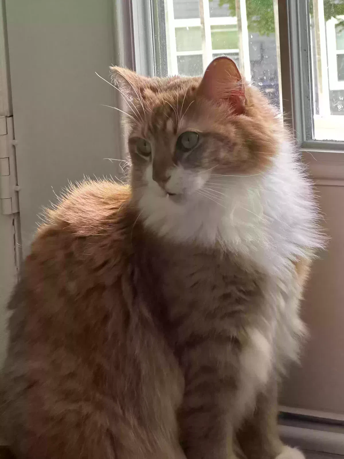 Lost cat in Dunlap, TN, 37327