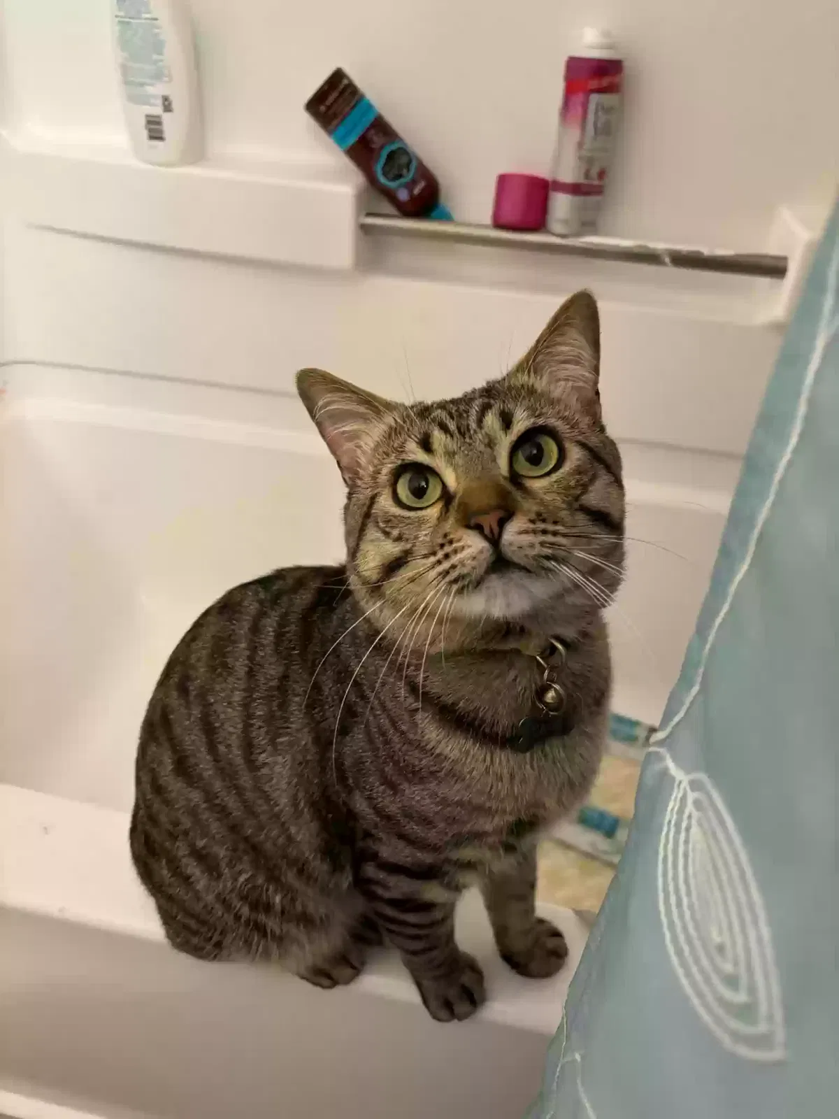 Lost cat in San Marcos, CA, 92069