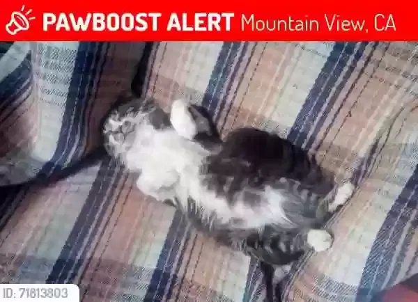 Lost cat in Mountain View, CA, 94043