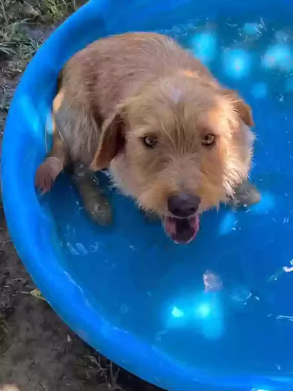 Lost dog in Reedley, CA, 93654