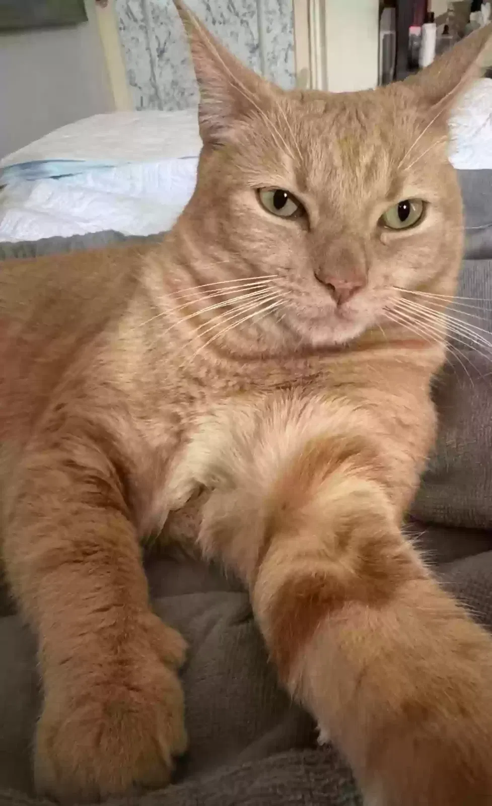 Lost cat in Los Angeles, CA, 90057