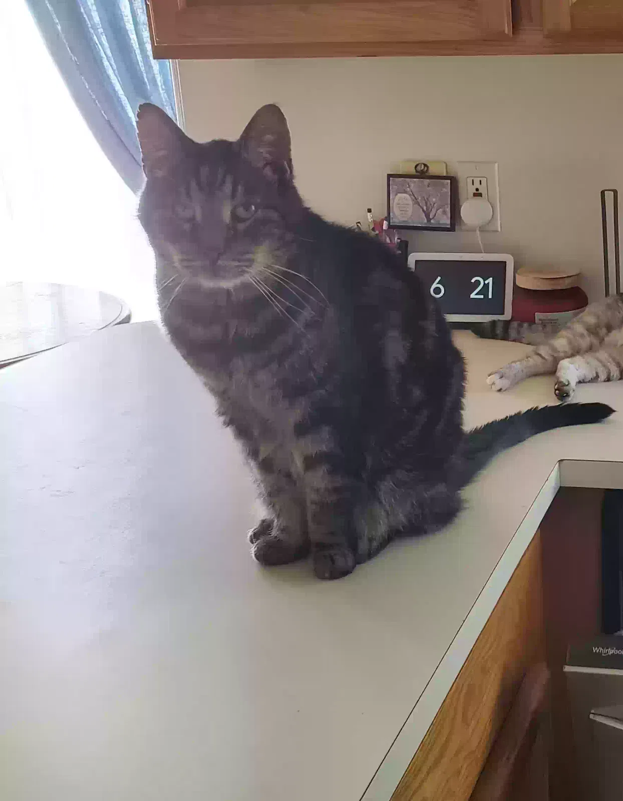 Lost cat in West Jordan, UT, 84081