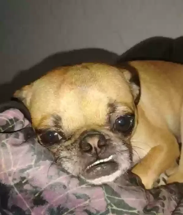 Lost dog in Saint Petersburg, FL, 33704