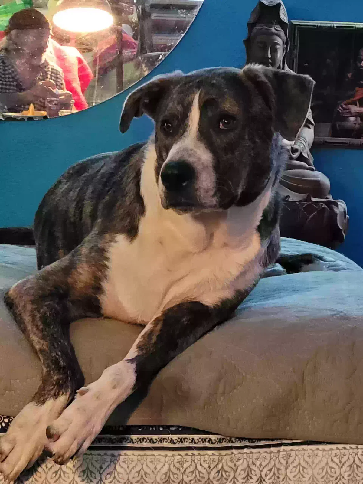 Lost dog in Bryan, TX, 77803