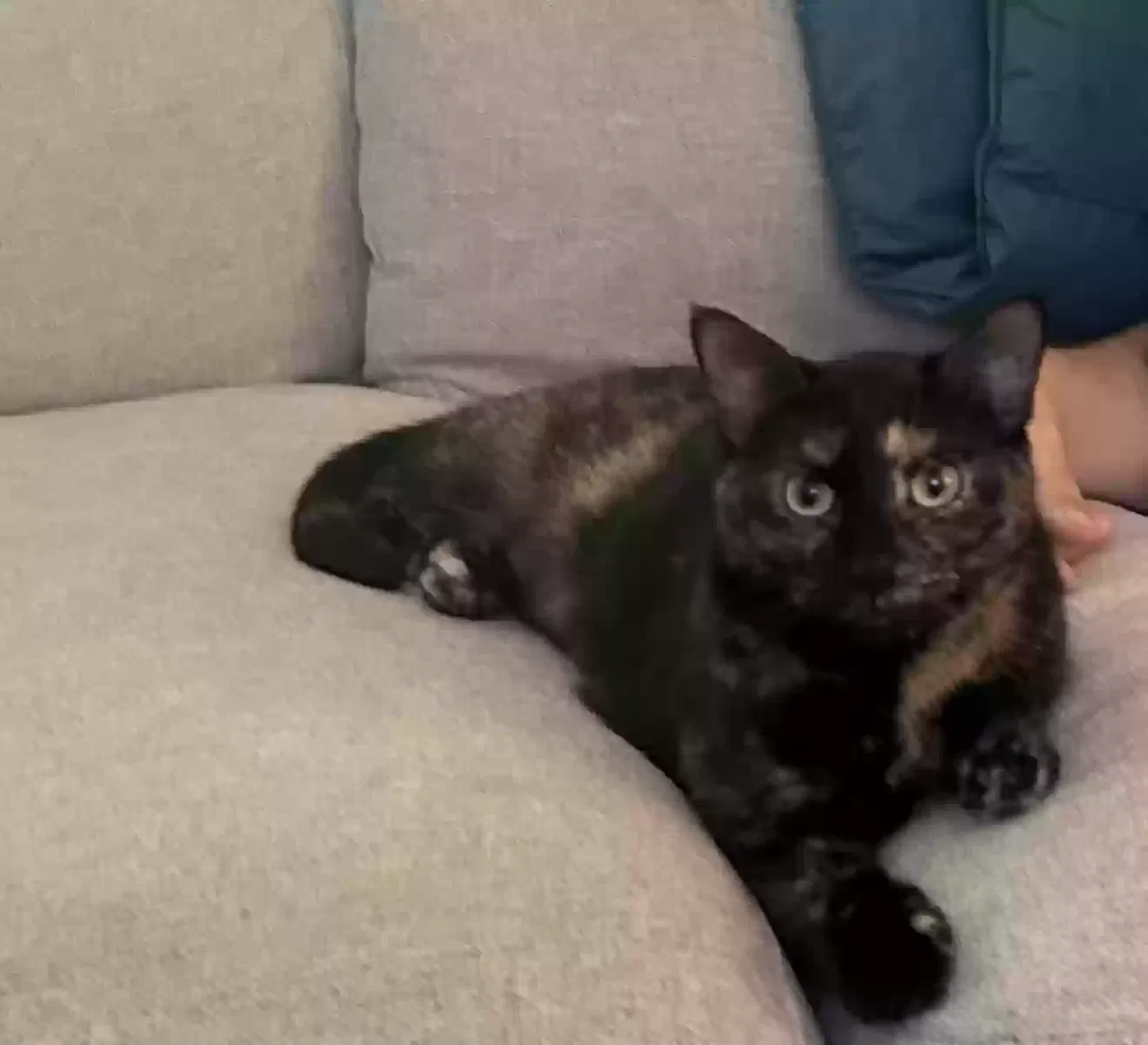 Lost cat in Deland, FL, 32724