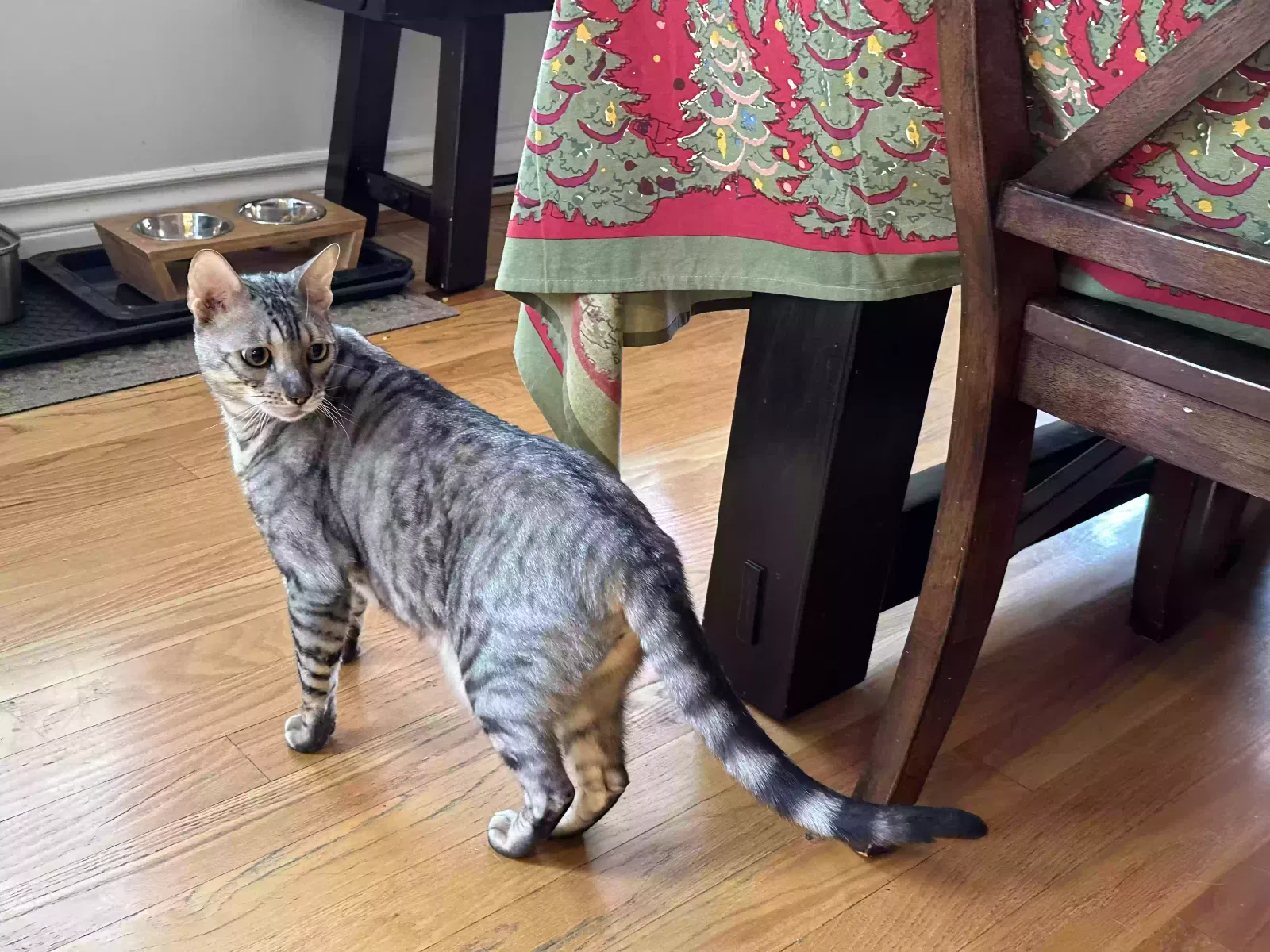 Lost cat in Tarzana, CA, 91356