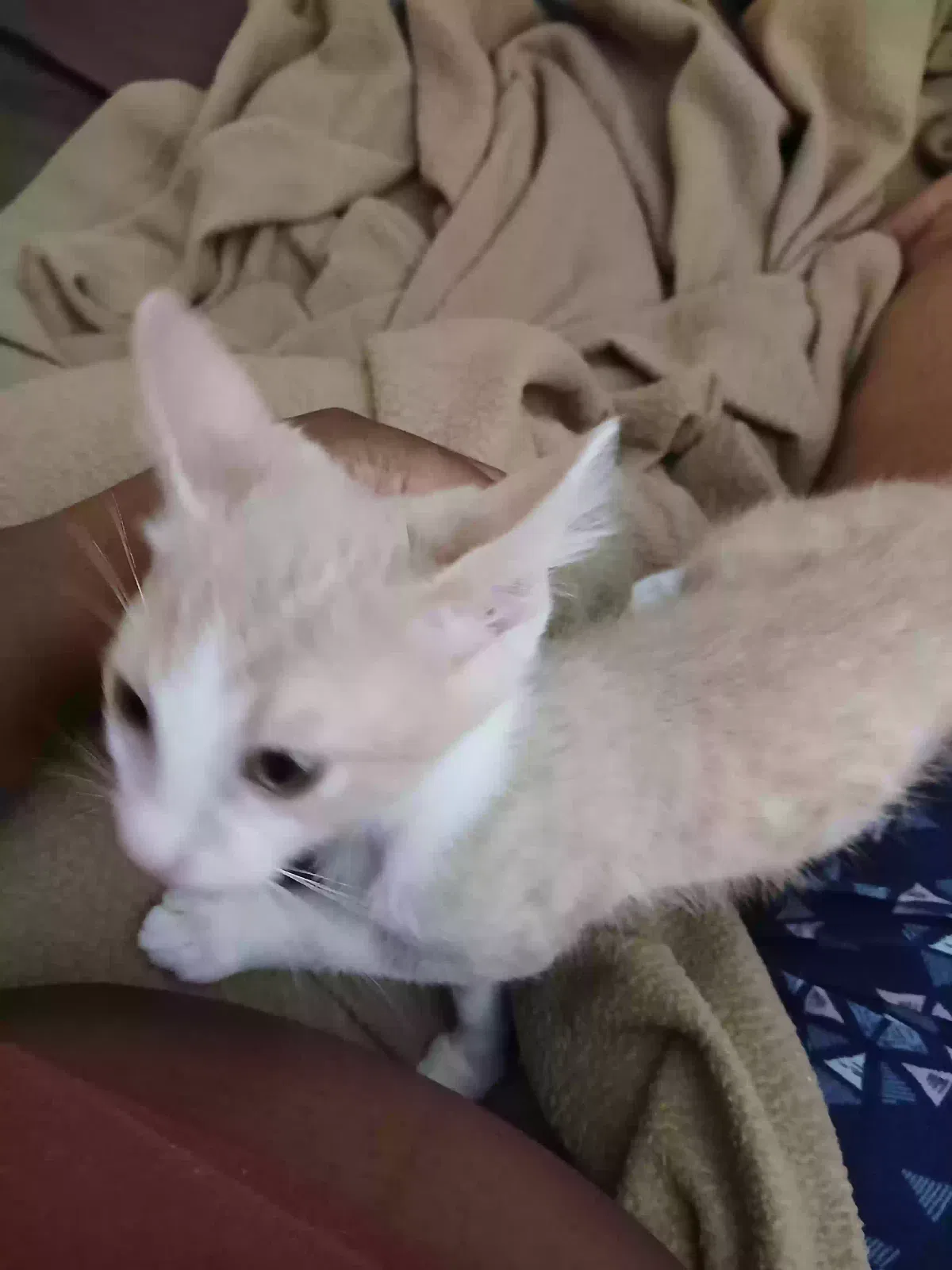 Lost cat in Chandler, AZ, 85226
