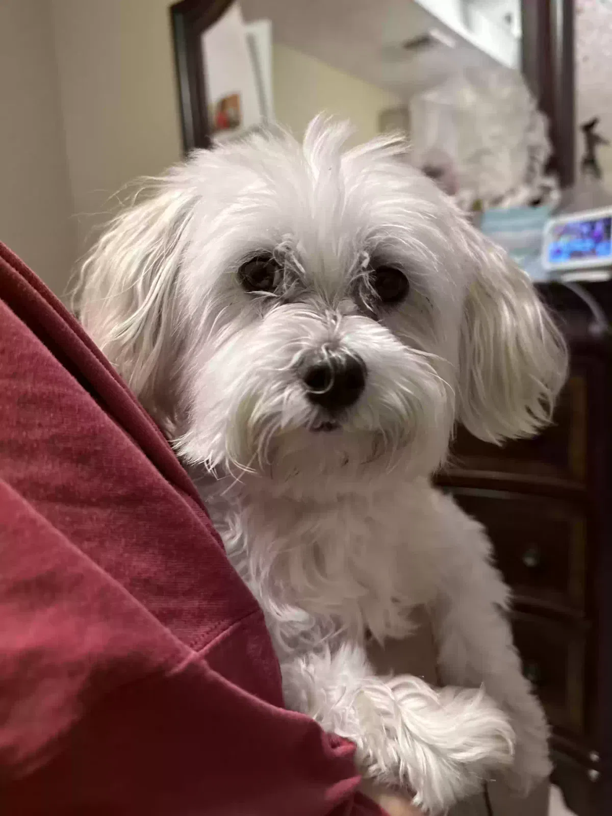 Lost dog in Missouri City, TX, 77489