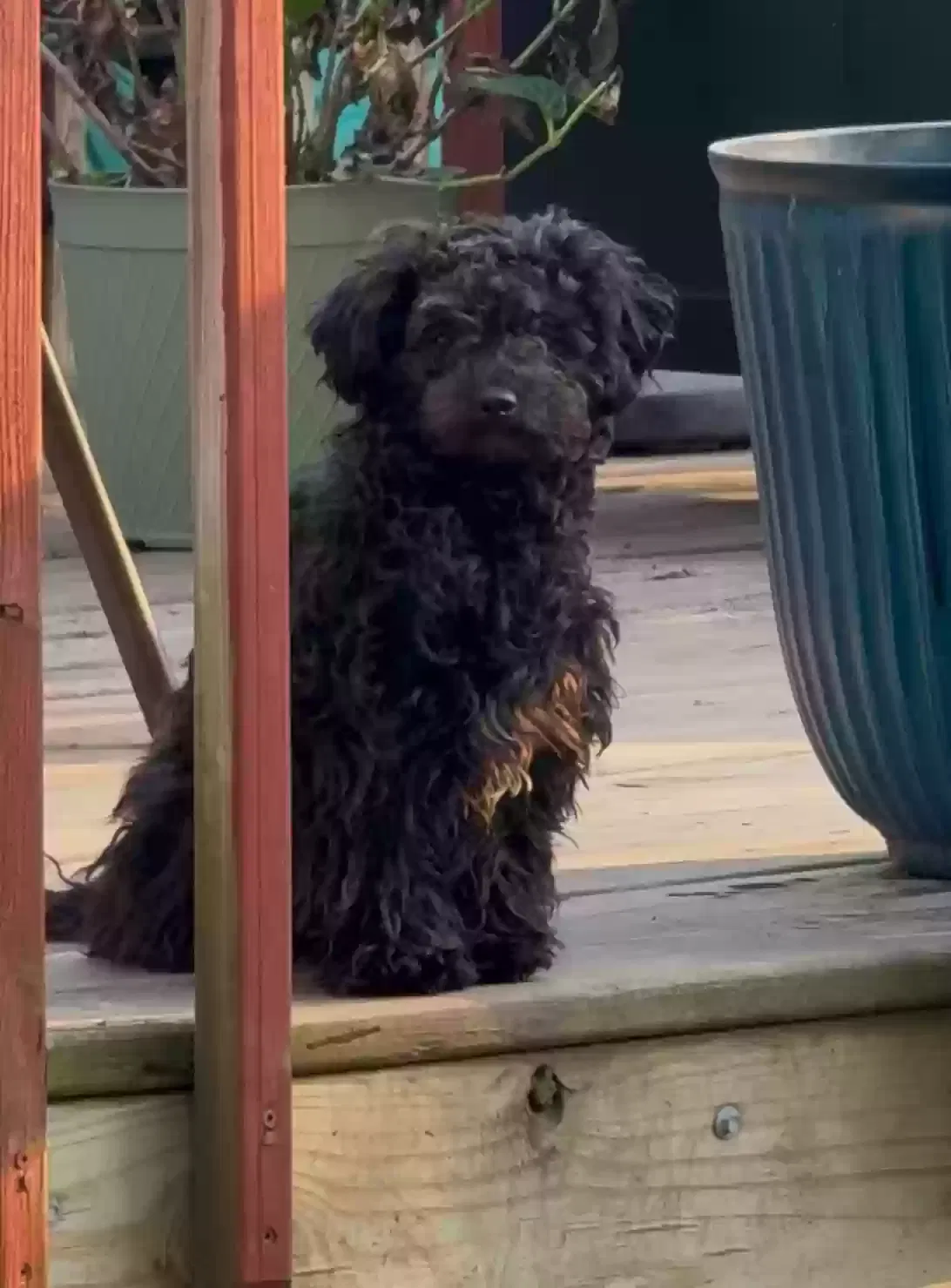 Lost dog in Madison, WI, 53716