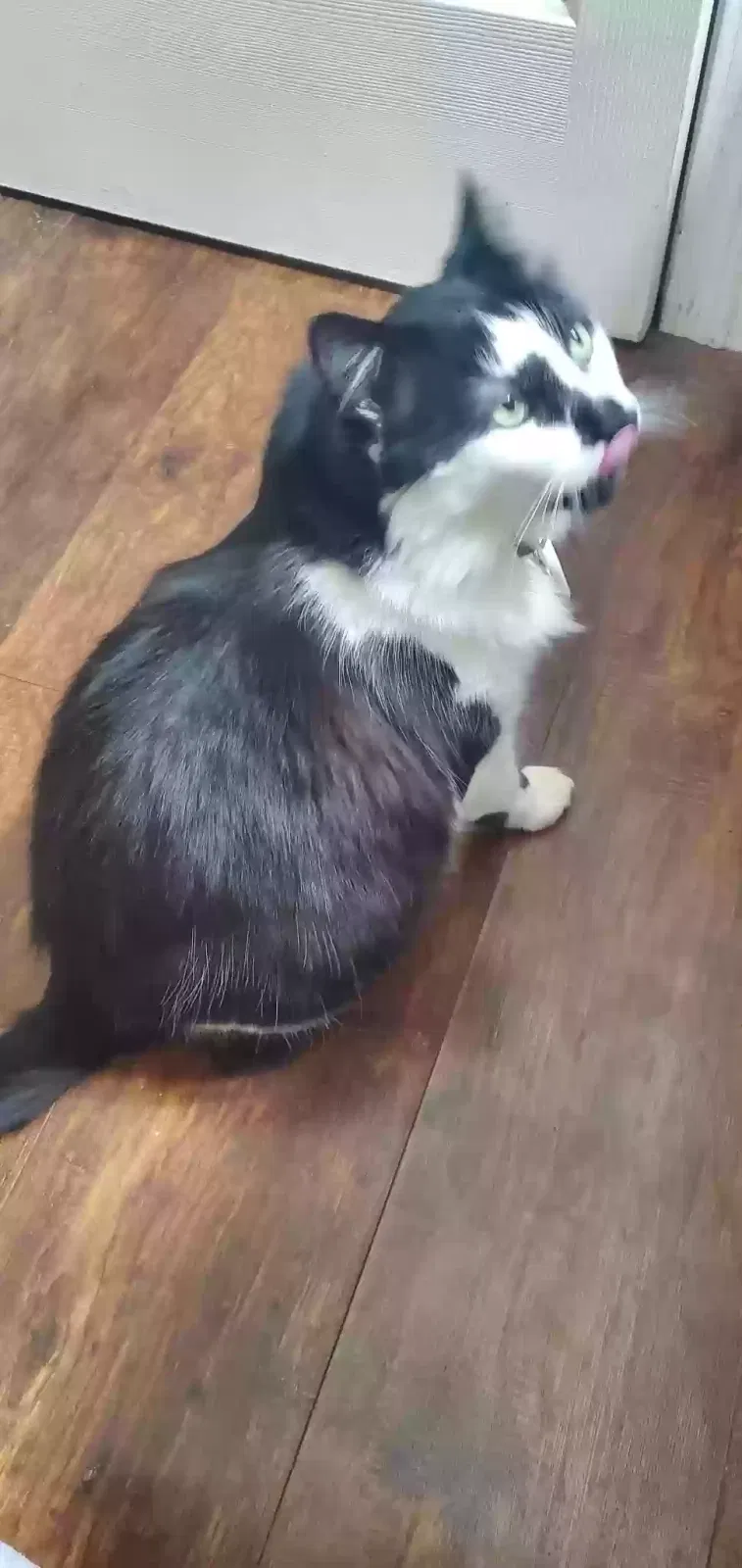 Lost cat in Vancouver, WA, 98660