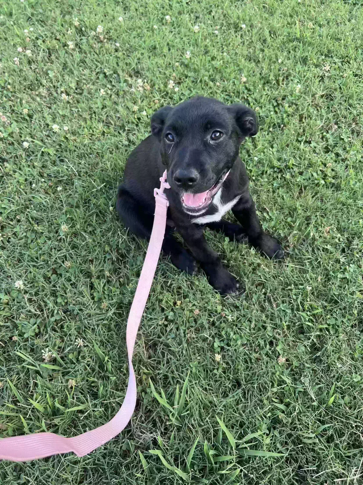 Found dog in Killen, AL, 35645
