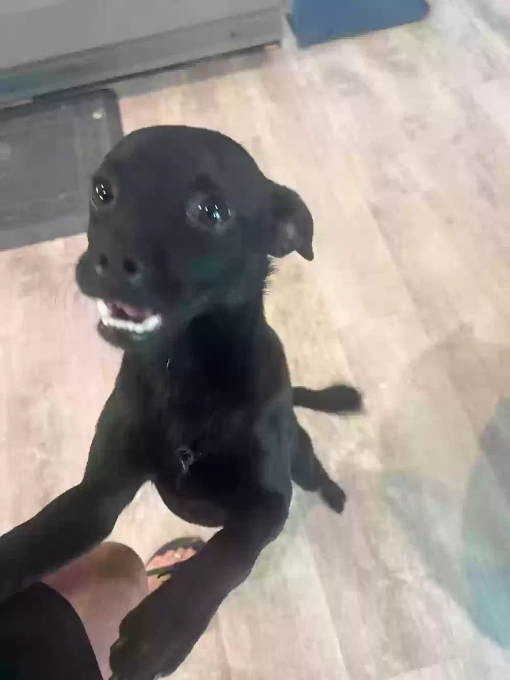 Found dog in Mabank, TX, 75156