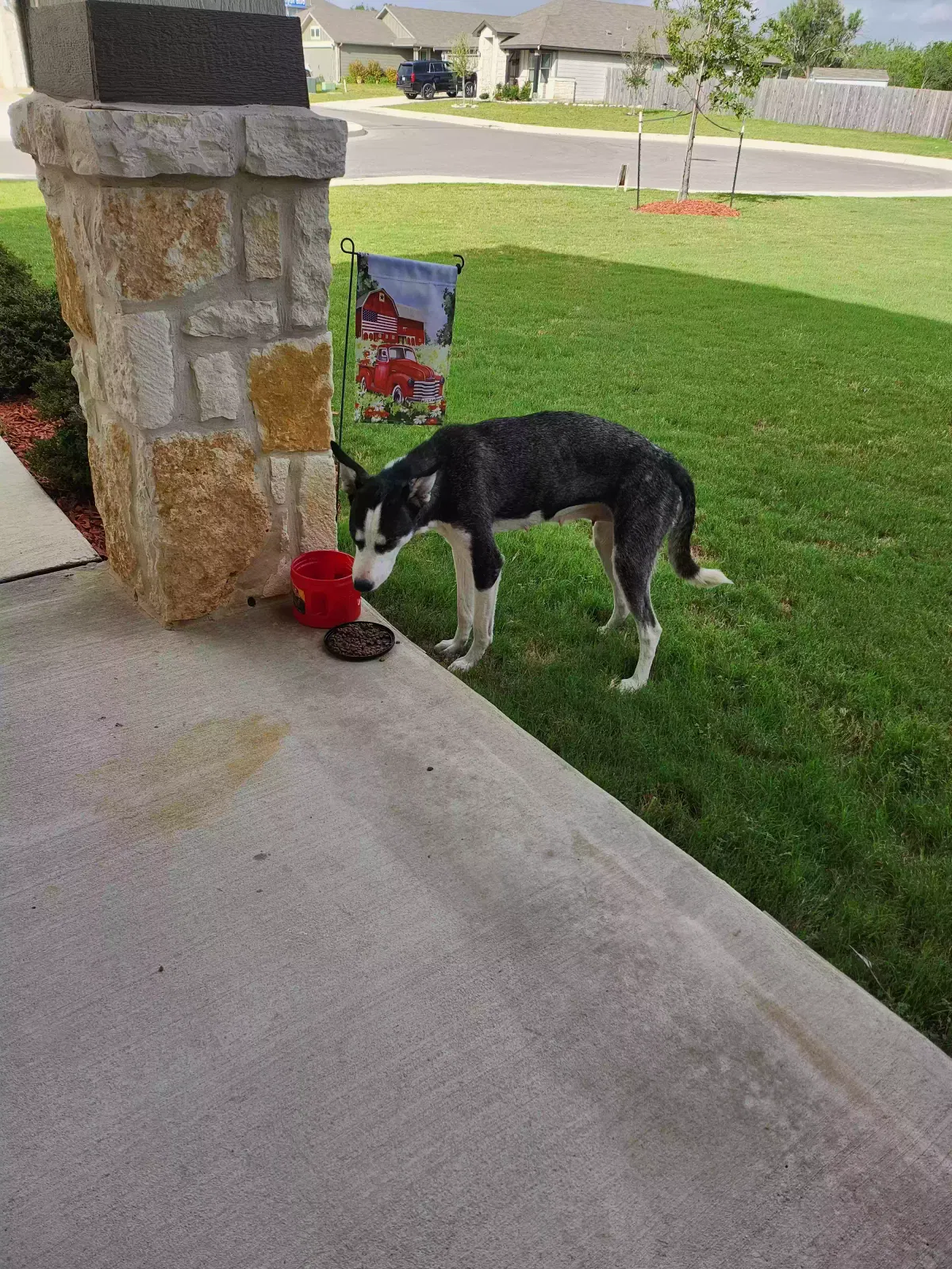 Found dog in Converse, TX, 78109