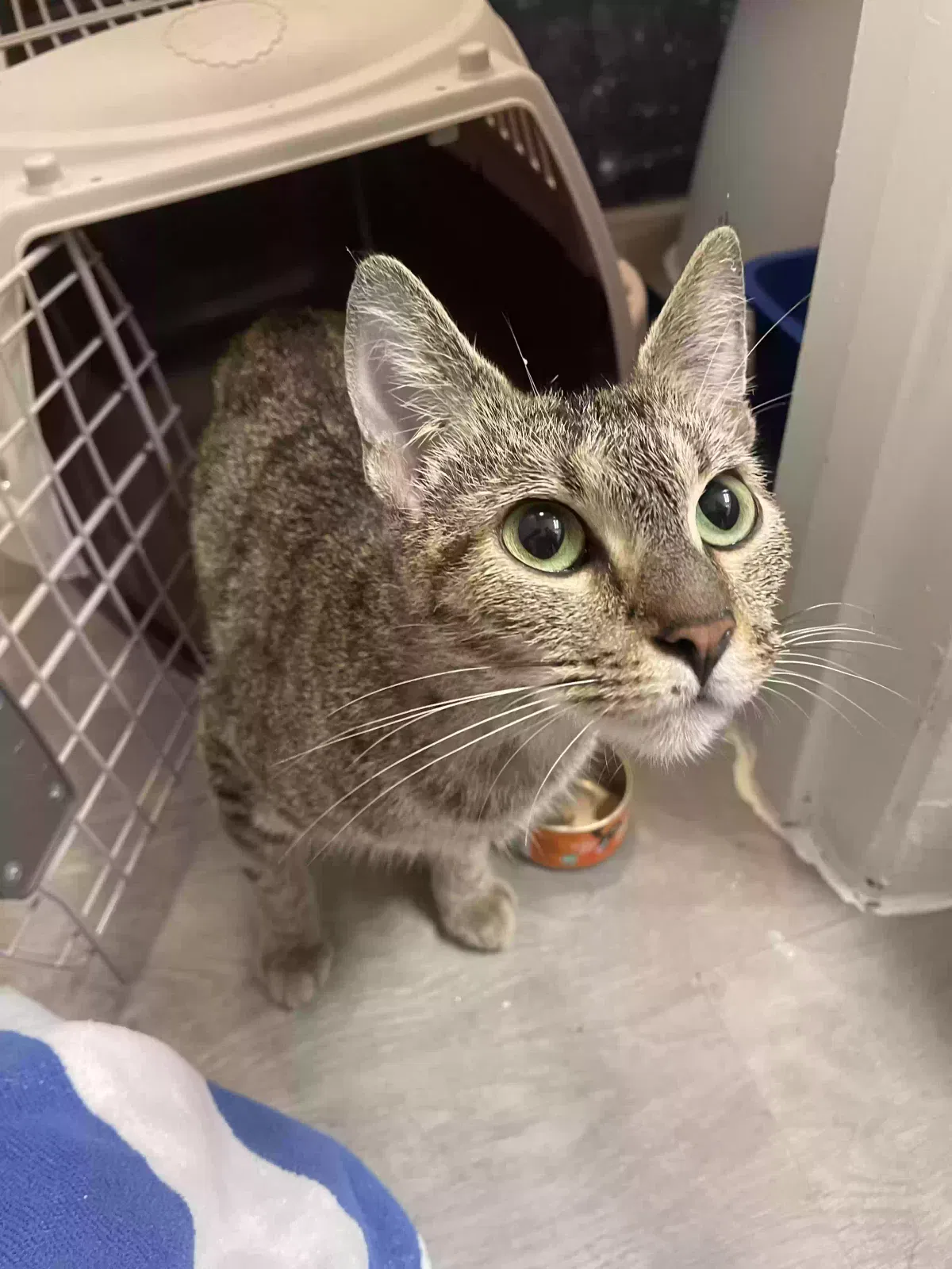 Found cat in Stone Mountain, GA, 30083