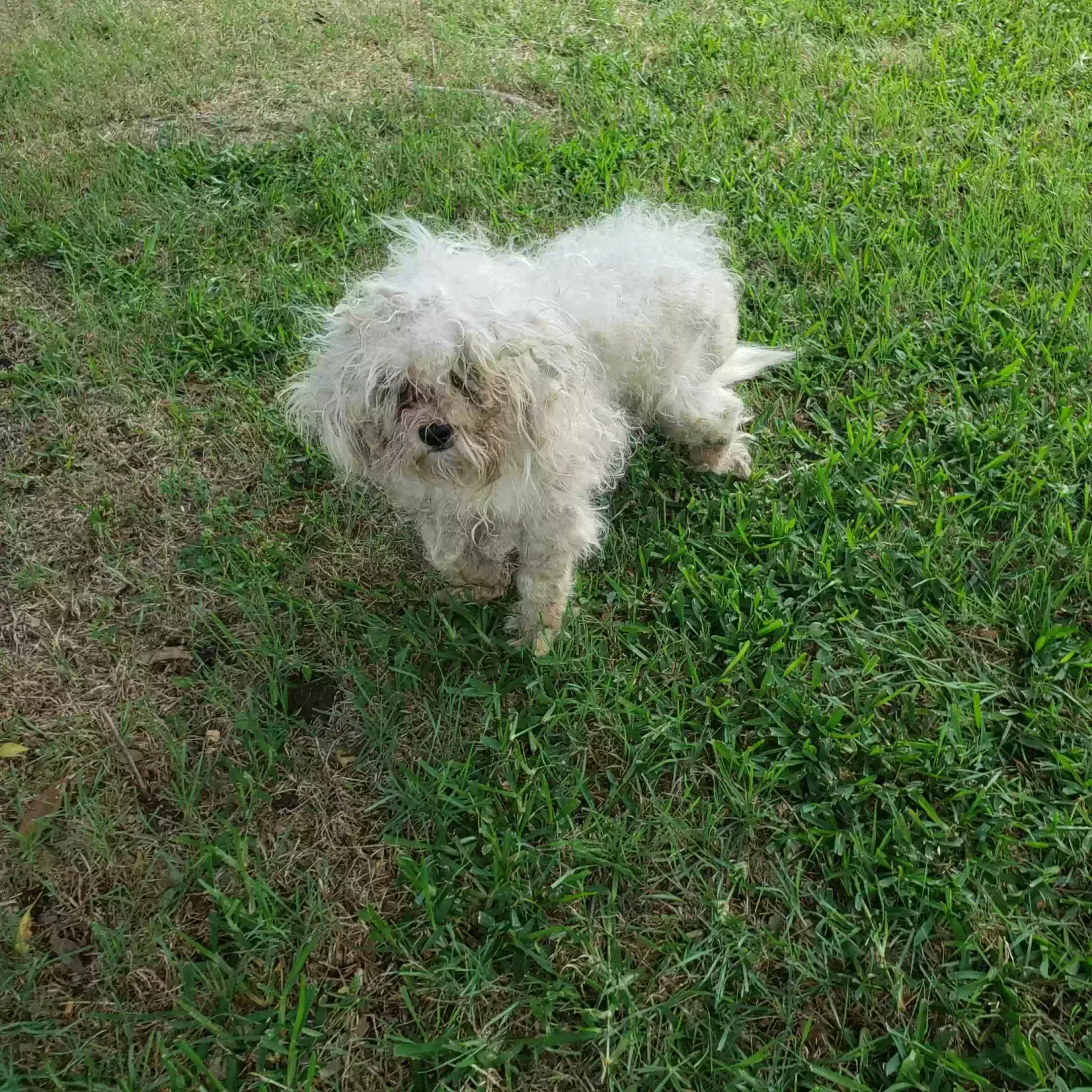 Found dog in Fort Worth, TX, 76133