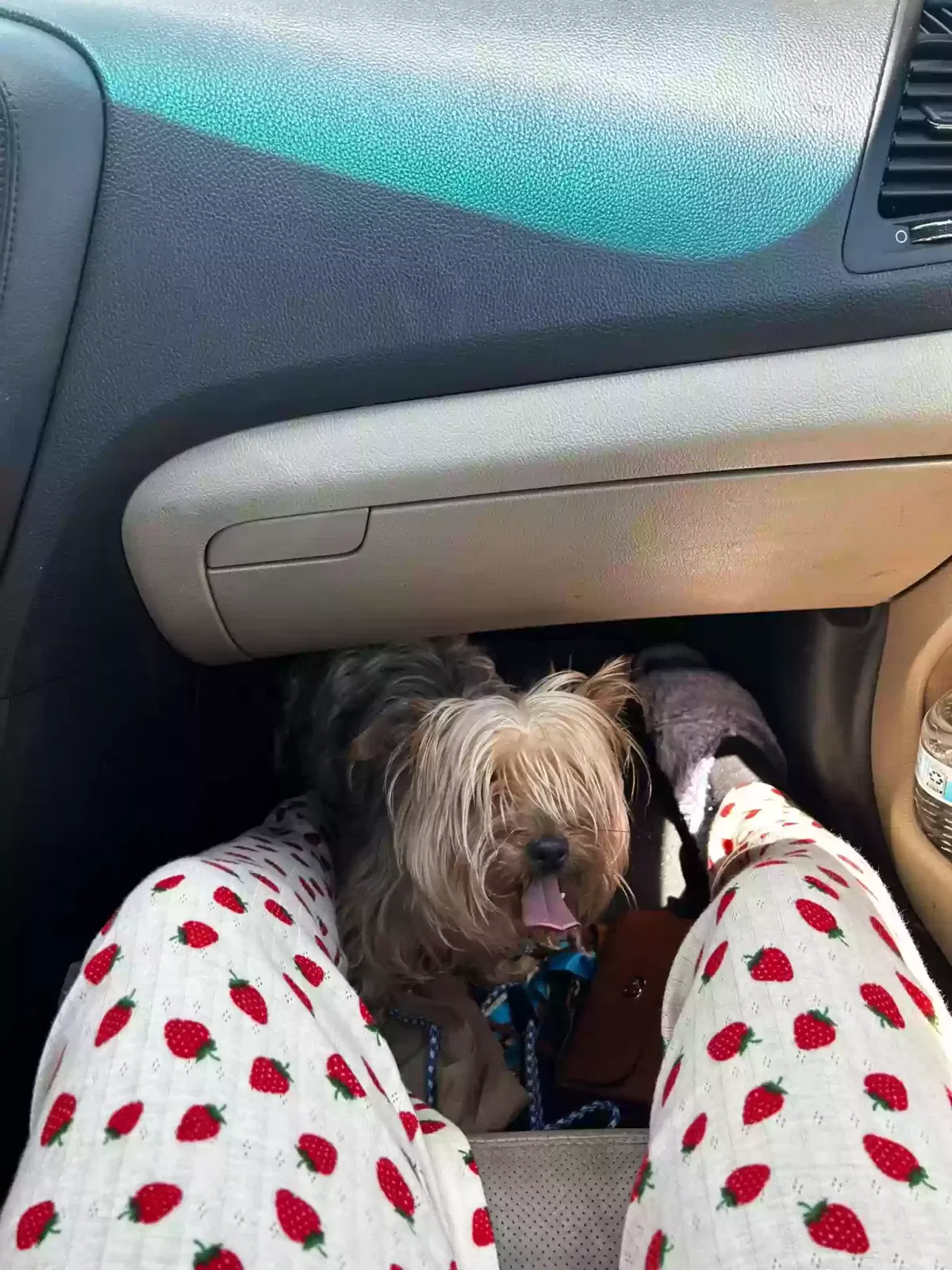 Lost dog in Wilkes Barre, PA, 18702