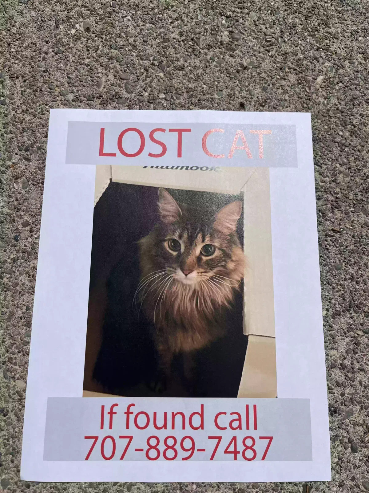 Lost cat in Santa Rosa, CA, 95401