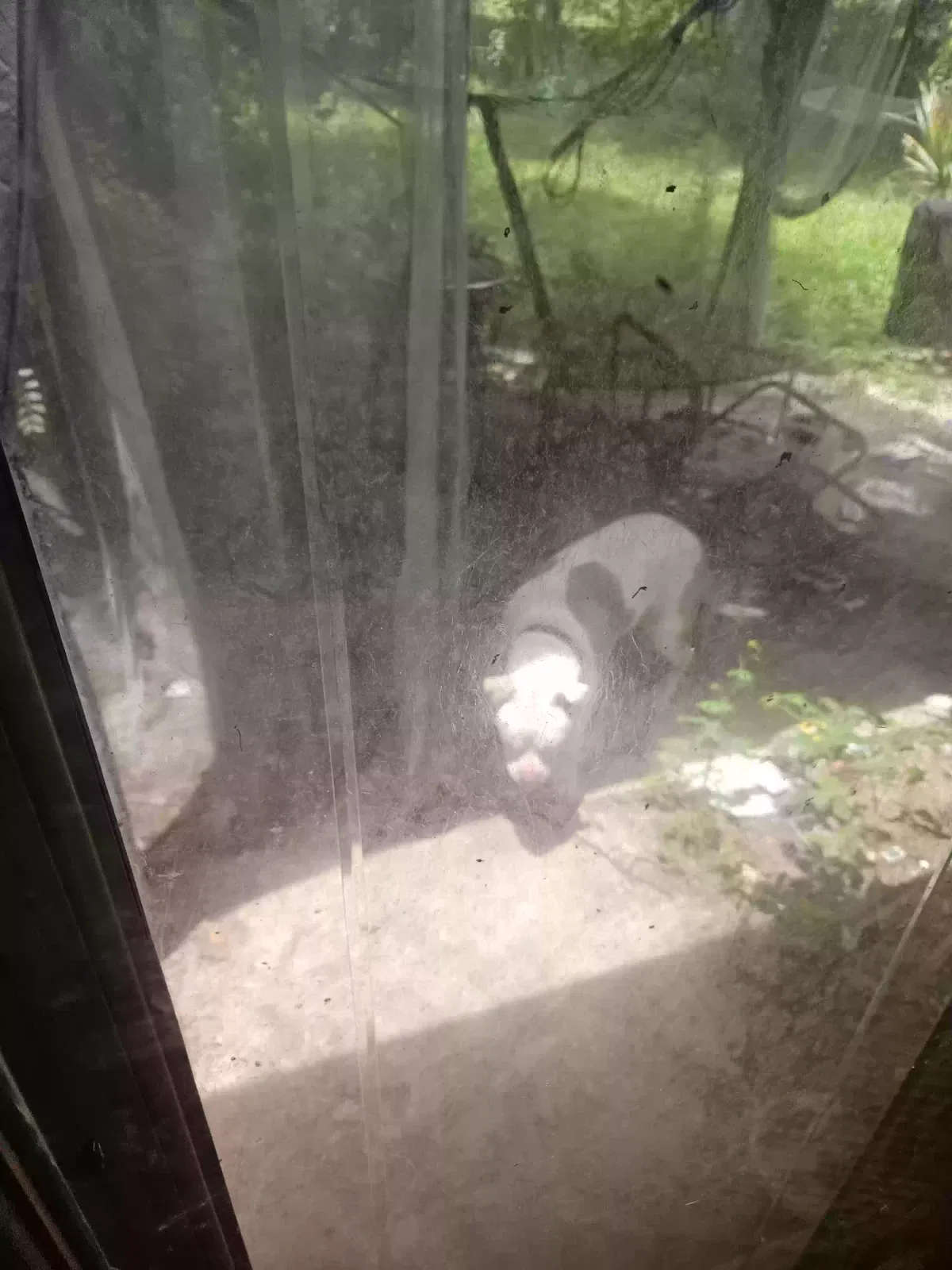 Found dog in Texas City, TX, 77591