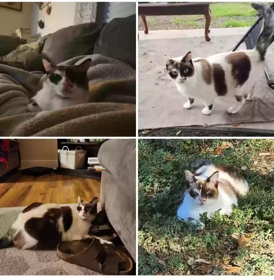 Lost cat in New Braunfels, TX, 78130