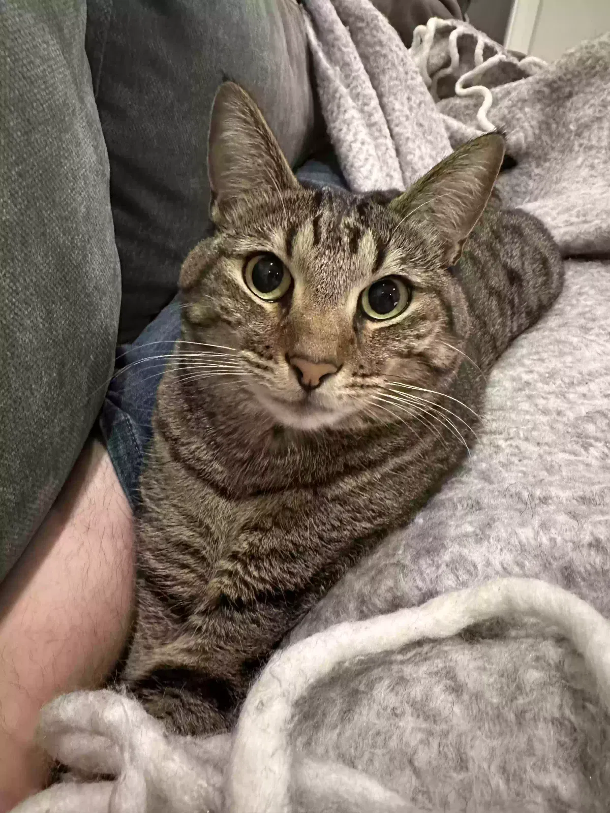 Lost cat in Denver, CO, 80210
